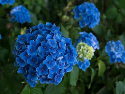 hortensias bleu