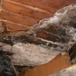 mérule pleureuse se développant sur une poutre ancienne de charpente en bois, attaque filamenteuse et dégradation champignon lignivore