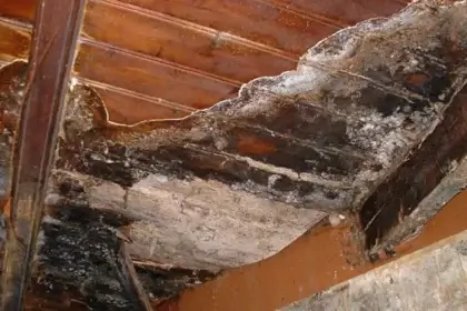 mérule pleureuse se développant sur une poutre ancienne de charpente en bois, attaque filamenteuse et dégradation champignon lignivore