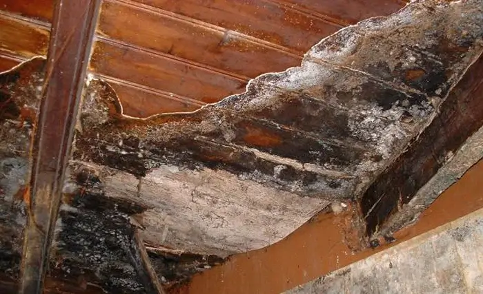 La mérule est un champignon destructeur pour le bois. Découvrez comment la repérer, la prévenir et agir rapidement pour protéger votre maison. Toutes les infos sont sur 1000astuces.fr. #mérule #maison #rénovation #nuisibles #sécuritéhabitat