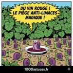 une coupelle de vin rouge dans le jardin attire les excargots. Astuces anti-limaces .1000astuces.fr