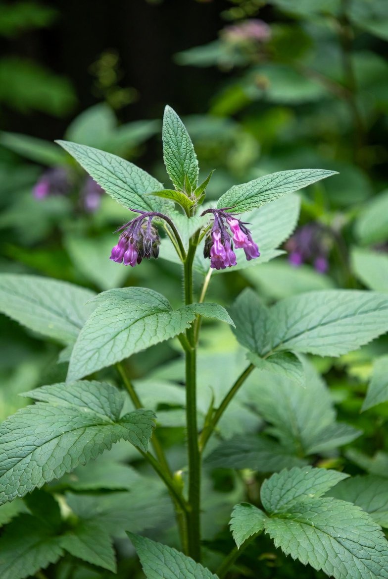 image de la plante consoude utile pour purin de consoude